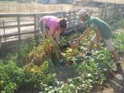 Visit the Farm - Enjoy Animals and Nature in Mykonos 7