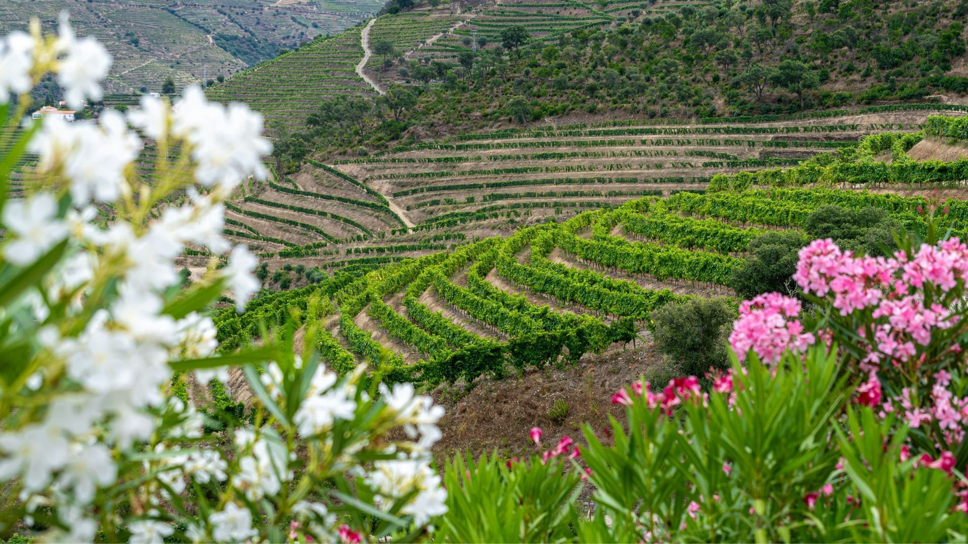 Image of vineyards, Douro hills, and terraces with Douro flora during spring on Cooltour Oporto's Douro Valley Wine Tour from Porto