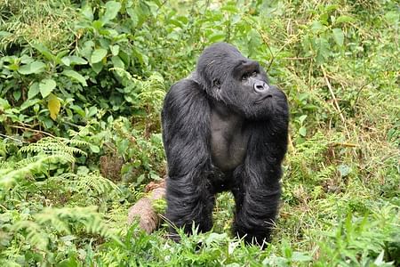 Gorilla Trekking Safari in Bwindi Impenetrable Forest, Uganda