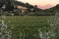 Kefalonia Wine Experience: Sklavos & Haritatos Estates 6
