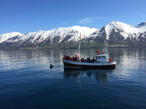 Classic Whale Watching from Dalvík, photo 3