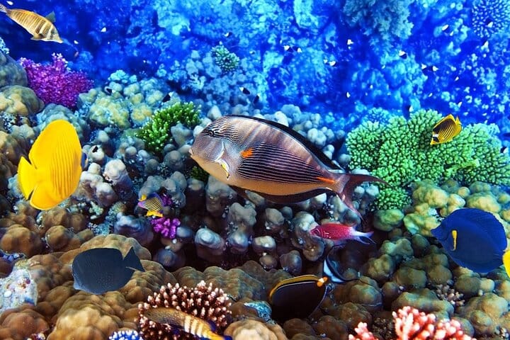 Diving and Snorkeling Day Trip By VIP Boat From Hurghada 9