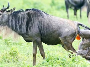 8 Days Tarangire to Ndutu & Serengeti – Wildebeest Calving & Big Game