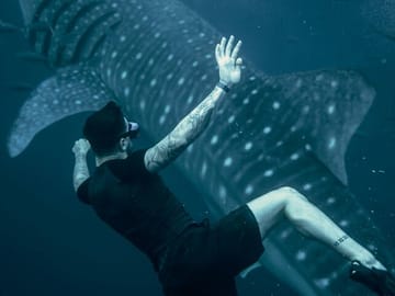 Whale Shark Snorkeling Day Trip from Zanzibar to Mafia Island