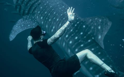 Whale Shark Snorkeling Day Trip from Zanzibar to Mafia Island