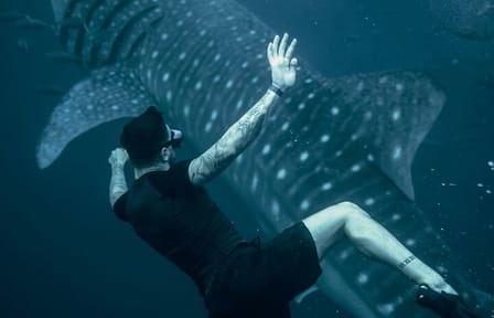 Whale Shark Snorkeling Day Trip from Zanzibar to Mafia Island