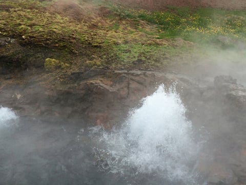 Steam rising from Deildartunguhver hot spring, with boiling water bubbling up between moss-covered volcanic rocks and yellow wildflowers vis