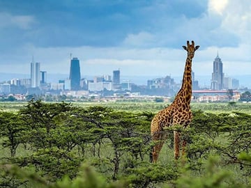EARLY MORNING NAIROBI NATIONAL PARK ELEPHANT ORPHANAGE AND GIRAFFE CENTER TOUR