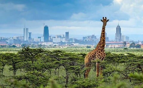 EARLY MORNING NAIROBI NATIONAL PARK ELEPHANT ORPHANAGE AND GIRAFFE CENTER TOUR