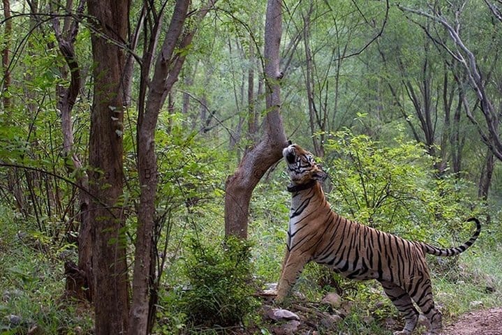 Jaipur Heritage walk Tour