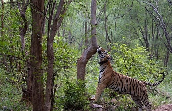 Private Day Trip to Sariska National Park (Tiger Safari) From Jaipur