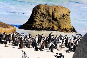 Robben Island and Peninsula Tour Including Fees