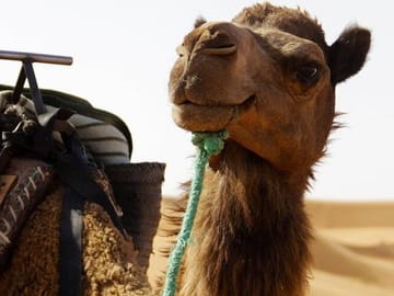 10-Day Morocco Desert Tour from Casablanca to Merzouga Dunes