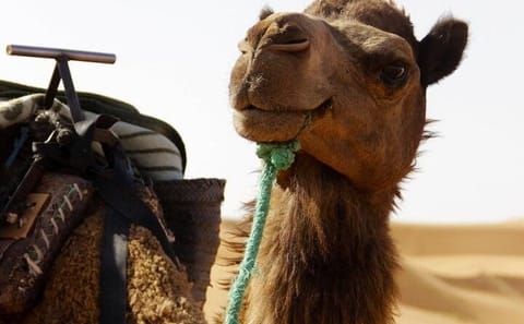 10-Day Morocco Desert Tour from Casablanca to Merzouga Dunes