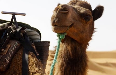 10-Day Morocco Desert Tour from Casablanca to Merzouga Dunes