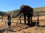 Feed an Elephant from Johannesburg 