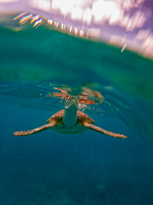 2-Hour Snorkeling in Two Spots of Tulum's Reef