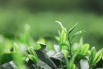 Hangzhou Longjing Tea Culture and Picking Experience Tour