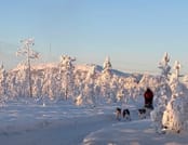 1,5 hour husky experience - 5km Husky Safari & Farm Visit 4