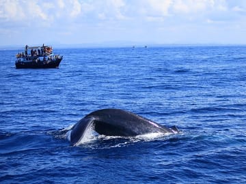 Dolphin Watching Tour in Kalpitiya, Sri Lanka