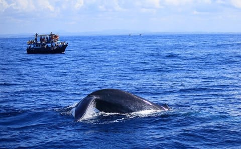 Dolphin Watching Tour in Kalpitiya, Sri Lanka