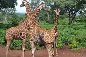 Nairobi Karen Blixen Museum, Elephant Orphanage & Giraffe Center Guided DayTour 