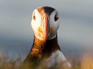 Big Whales & Puffins RIB boat tour, photo 12