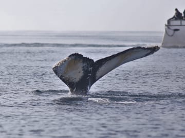 Whale tails in the waters of North Iceland