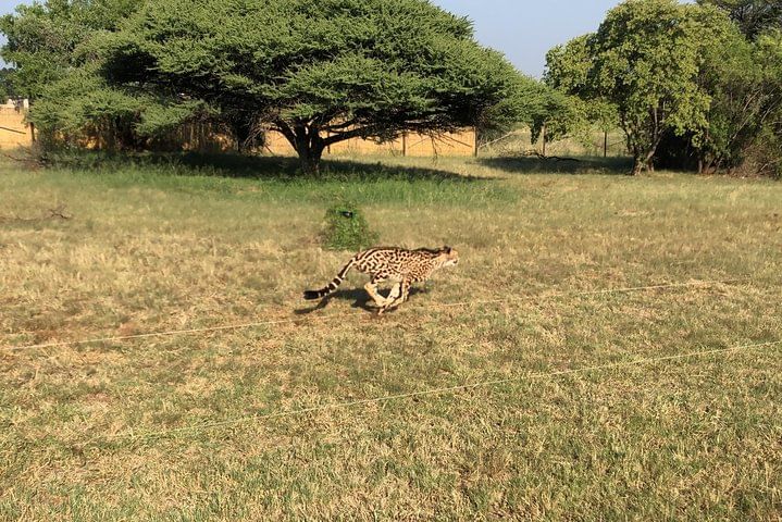 View cheetah running