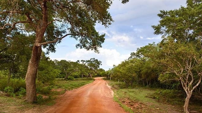  From Negombo: Wilpattu National Park Safari 5