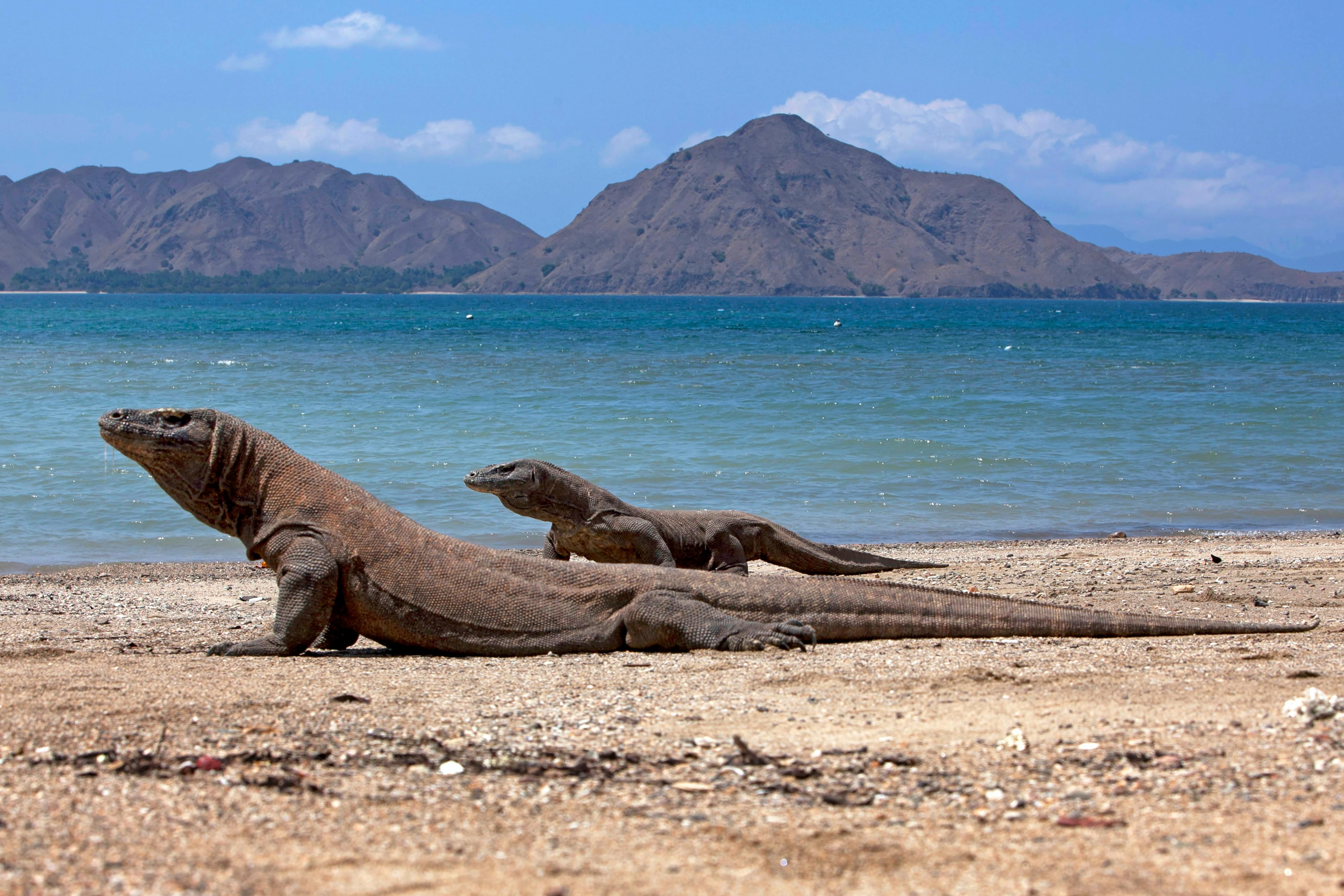 Tour guidato di un'intera giornata all'isola dei draghi di Komodo: Komodo Dragons