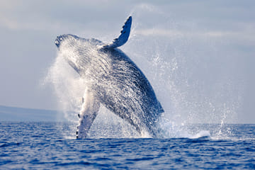 Whale Watching Expedition in Tumbes, Peru
