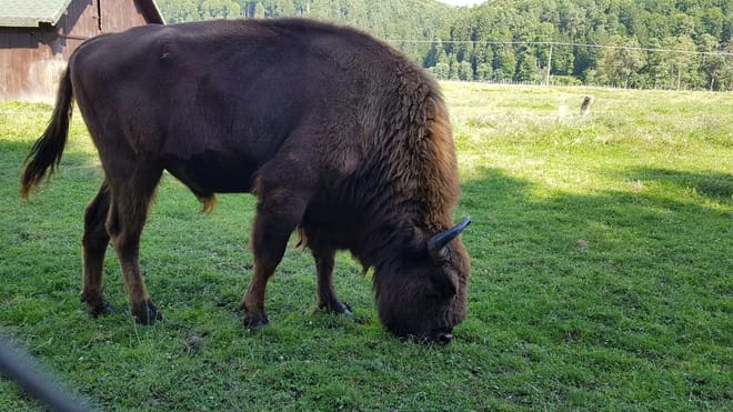 Day trip to the Bison Reserve & Traditional Cuisine Experience photo 3