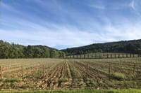Aix vineyards