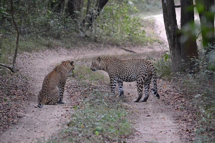 Yala national park Full day tour With breakfast and lunch
