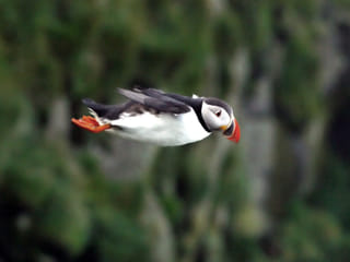 Puffin Watching Yacht Cruise from Downtown Reykjavík – Small Group Experience, photo 11