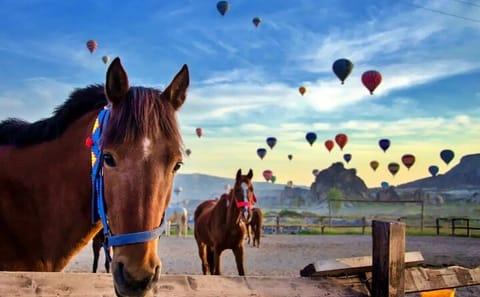 Cappadocia Hot Air Balloon Tour with Hotel Transfers