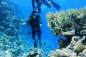 Tiran Island Full Day Snorkeling & Intro dive - Sharm El Sheikh