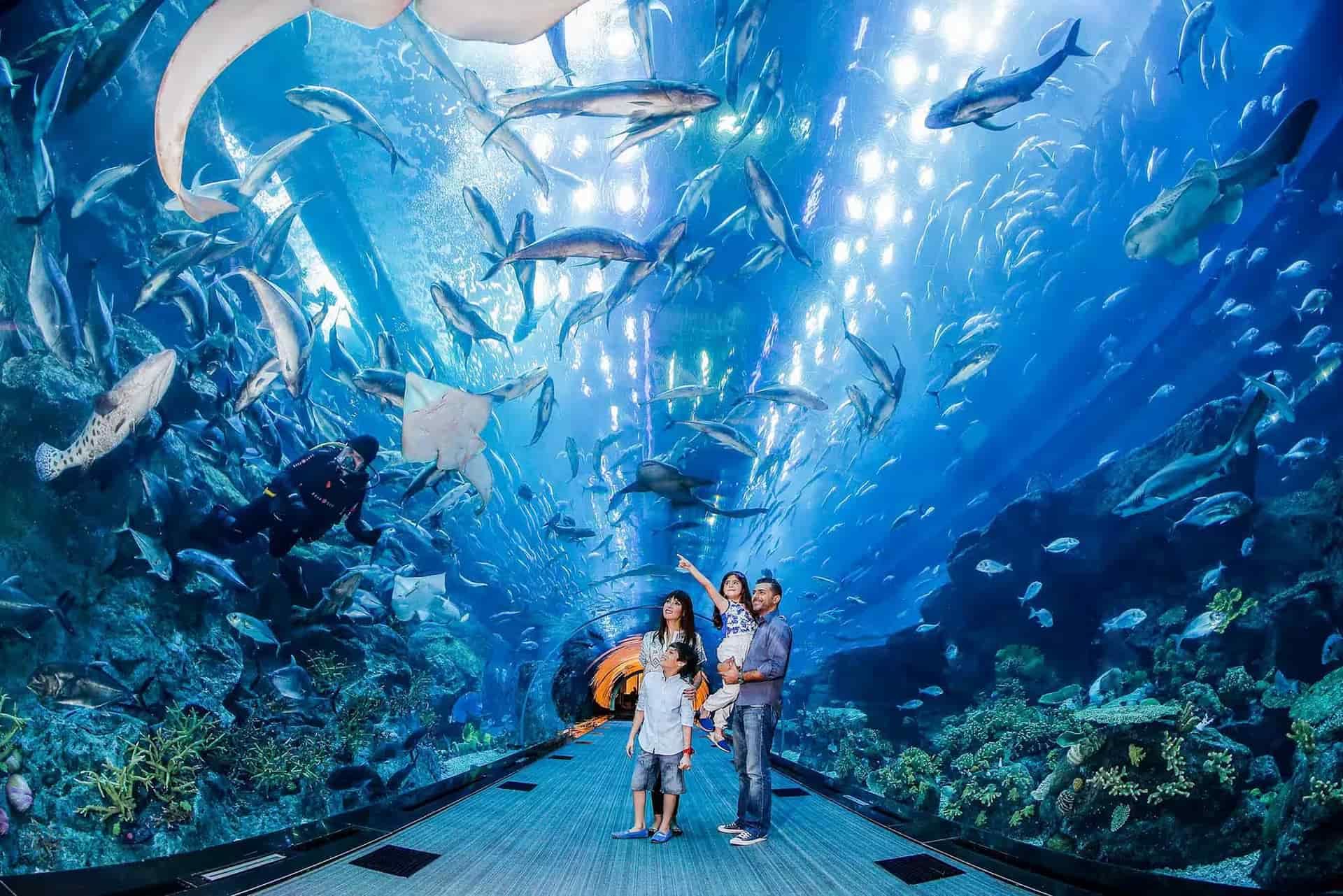 DUBAI AQUARIUM & UNDERWATER ZOO - BOOK TICKETS EXPLORE THE MARINE WORLD- Tour Visionary