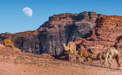 Private 2-Night Tour of Petra, Wadi Rum, and Dead Sea