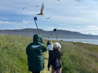 people walking on a grassy path holding flags above their heads with several arctic terns hovering overhead