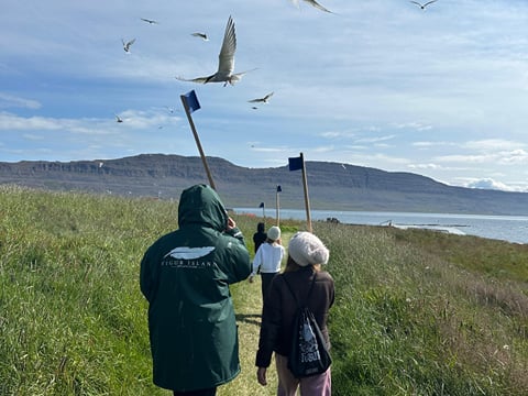 people walking on a grassy path holding flags above their heads with several arctic terns hovering overhead