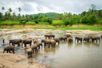 03 Day Exprience in Sri Lanka 4