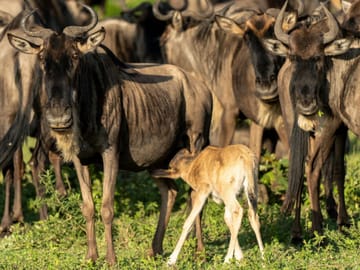 Wildebeest Calving Season Safari