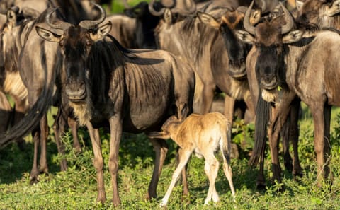 Wildebeest Calving Season Safari