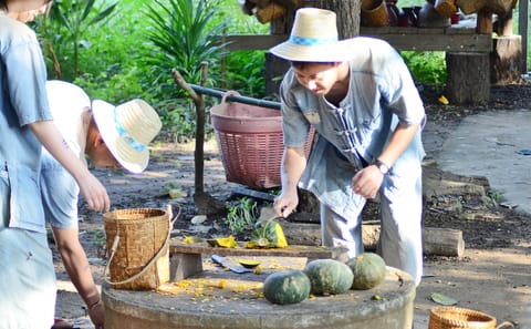 Educational Tour of Elephant Sanctuary and Sticky Waterfall in Thailand
