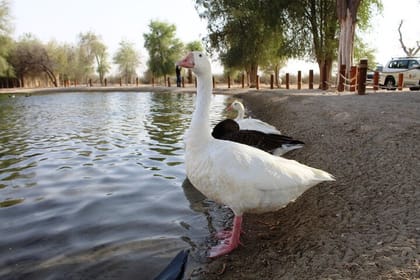 Dubai Private Sunset Desert Drive with Wildlife Experience
