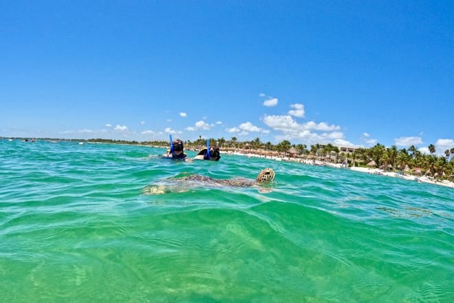 Santuario de tortugas Akumal Snorkel Experiencia marina