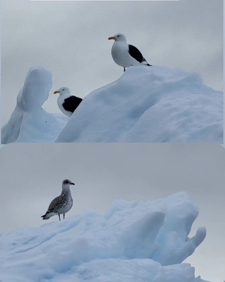 Wandering albatrosses, grey-headed albatrosses, black-browed albatrosses, light-mantled sooty albatrosses