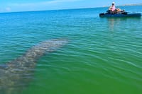 Elite Hobie Kayak Experience: Ultimate Premium Eco Adventure! 5